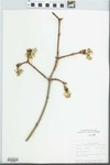Acer platanoides L.