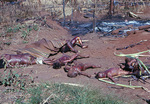 Vietnam - Dacsung village massacre by the Viet Cong by Doug Nichols