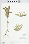 Lysimachia lanceolata Walter by C. Ben White