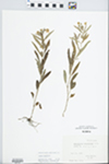 Lysimachia lanceolata Walter by Ilse Smilie