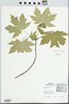 Acer saccharinum L. by Jennifer Timmel