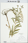 Lysimachia terrestris (L.) Britton, Sterns & Poggenb. by John E. Ebinger