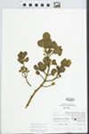 Phoradendron serotinum (Raf.) M.C. Johnston by Judy Damery Parrish