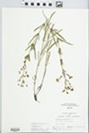 Lysimachia quadriflora Sims by Loy R. Phillippe