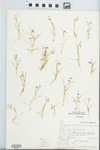 Montia linearis Greene by Albert N. Steward and Robert Bratz