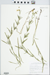Lysimachia quadriflora Sims by John E. Ebinger