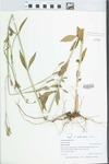 Verbena bonariensis L. by Gordon C. Tucker