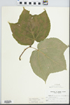 Acer pensylvanicum L.