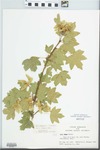Acer campestre L. by John E. Ebinger