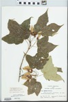 Acer saccharum Marshall by John E. Ebinger