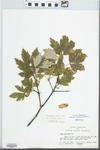 Acer griseum (Franch.) Pax