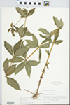 Lysimachia quadrifolia L. by Loy R. Phillippe