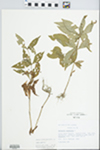 Lysimachia quadrifolia L.