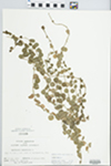Lysimachia nummularia L. by John E. Ebinger
