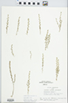 Anagallis minima (L.) Krause by Loy R. Phillippe