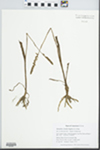 Spiranthes vernalis Engelm. & A. Gray by Gordon C. Tucker