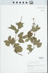 Ampelopsis brevipedunculata (Maxim.) Trautv. by Gordon C. Tucker and Daniel M. Tucker