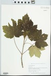 Acer pseudoplatanus L. by Gordon C. Tucker