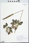 Goodyera pubescens (Willd.) R. Br. by Gordon C. Tucker