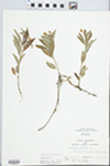 Lysimachia lanceolata Walter by John E. Ebinger
