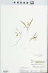 Claytonia virginica L. by W. E. McClain