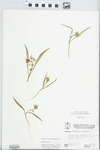 Claytonia virginica L. by W. E. McClain