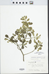 Phoradendron tomentosum Oliver by Ken Hettinger