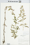Lysimachia hybrida Michx. by Paul Sorensen and D. M. Piatak