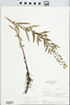 Lysimachia terrestris (L.) Britton, Sterns & Poggenb. by Paul Sorensen and D. M. Piatak