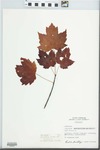 Acer rubrum Wats. by Fred Barkley and Eugene C. Courtney