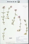 Verbena bracteata Lag. & Rodr. by Gordon C. Tucker and Vicky M. Tucker