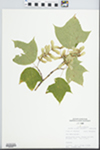 Acer pensylvanicum L. by John E. Ebinger