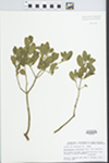 Phoradendron serotinum (Raf.) M.C. Johnston by David Seigler and John E. Ebinger