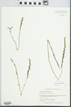 Spiranthes gracilis (Bigelow) Beck by Gordon C. Tucker