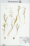 Claytonia virginica L. by David Reinhold