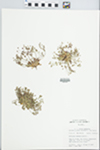 Androsace septentrionalis L. by John E. Ebinger