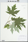 Acer saccharinum L. by John E. Ebinger