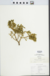 Phoradendron bolleanum var. densum (Torr. ex Trel.) Fosberg by Thiessen, Balenzuela, and Sims