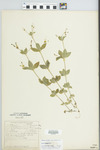Galium circaezans Michx. by Paul Sargent