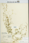 Galium concinnum Torr. & Gray by Paul Sargent