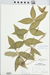 Lysimachia fraseri Duby by W. E. Hopkins