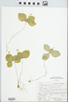 Trientalis latifolia Hook. by Albert Steward and Sukhum Assavesna