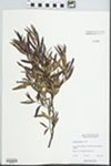 Comptonia peregrina (L.) J.M. Coult.