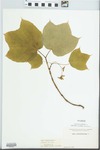 Acer pensylvanicum L. by Elisabet Ore