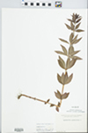 Lysimachia quadrifolia L. by Elisabet Ore