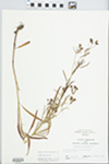 Lysimachia quadrifolia L. by John E. Ebinger