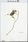 Acer saccharum Marshall by L. Horton