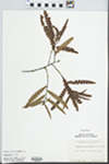 Comptonia peregrina (L.) J.M. Coult. by Margaret Ellington