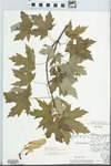 Acer saccharinum L. by Barbara Keickhefer and Olga Lindfors