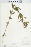 Lysimachia quadrifolia L. by John E. Ebinger